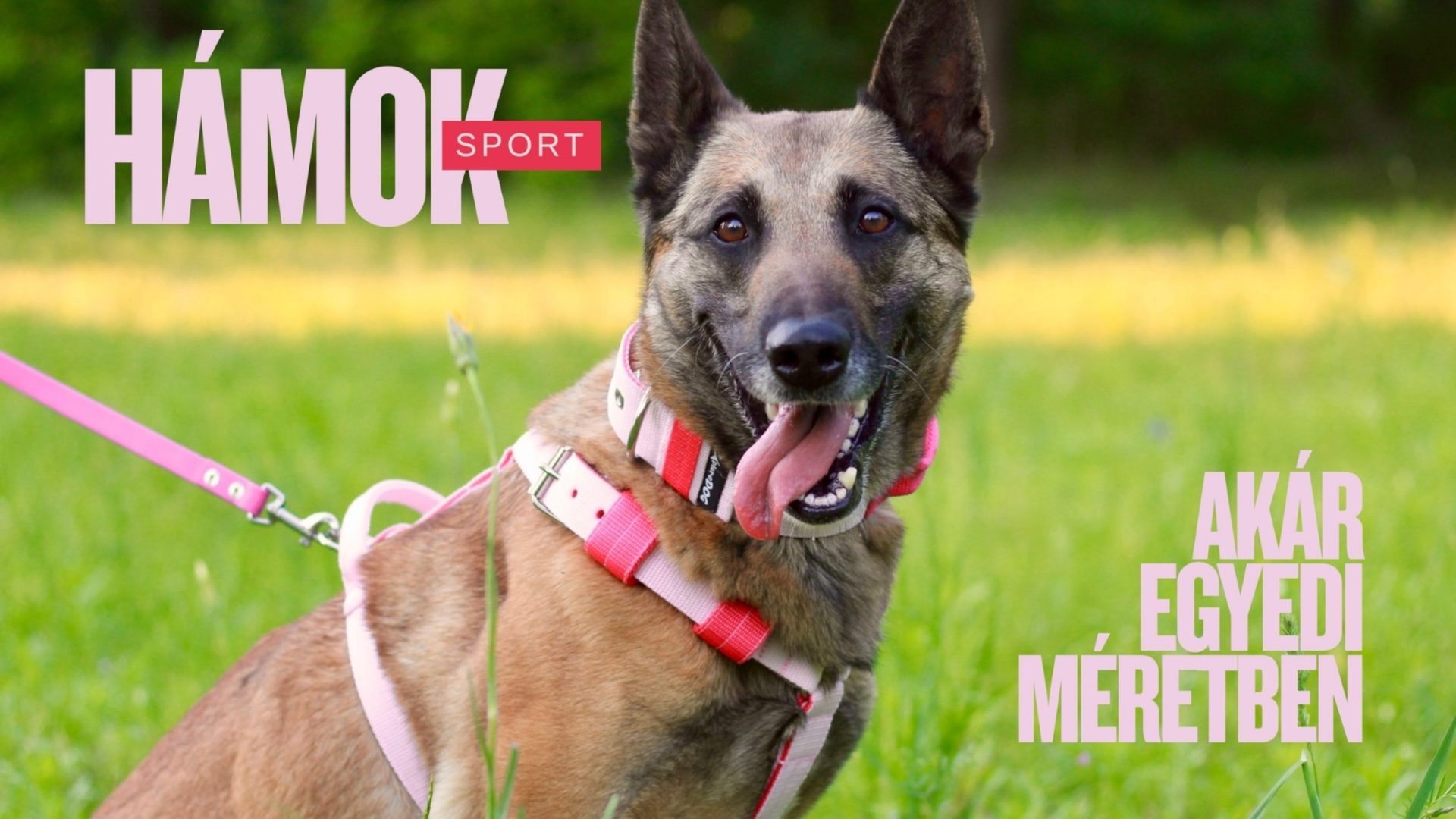 XploreDOG sport hámok, akár egyedi méretben – belga juhászkutya rózsaszín hámban