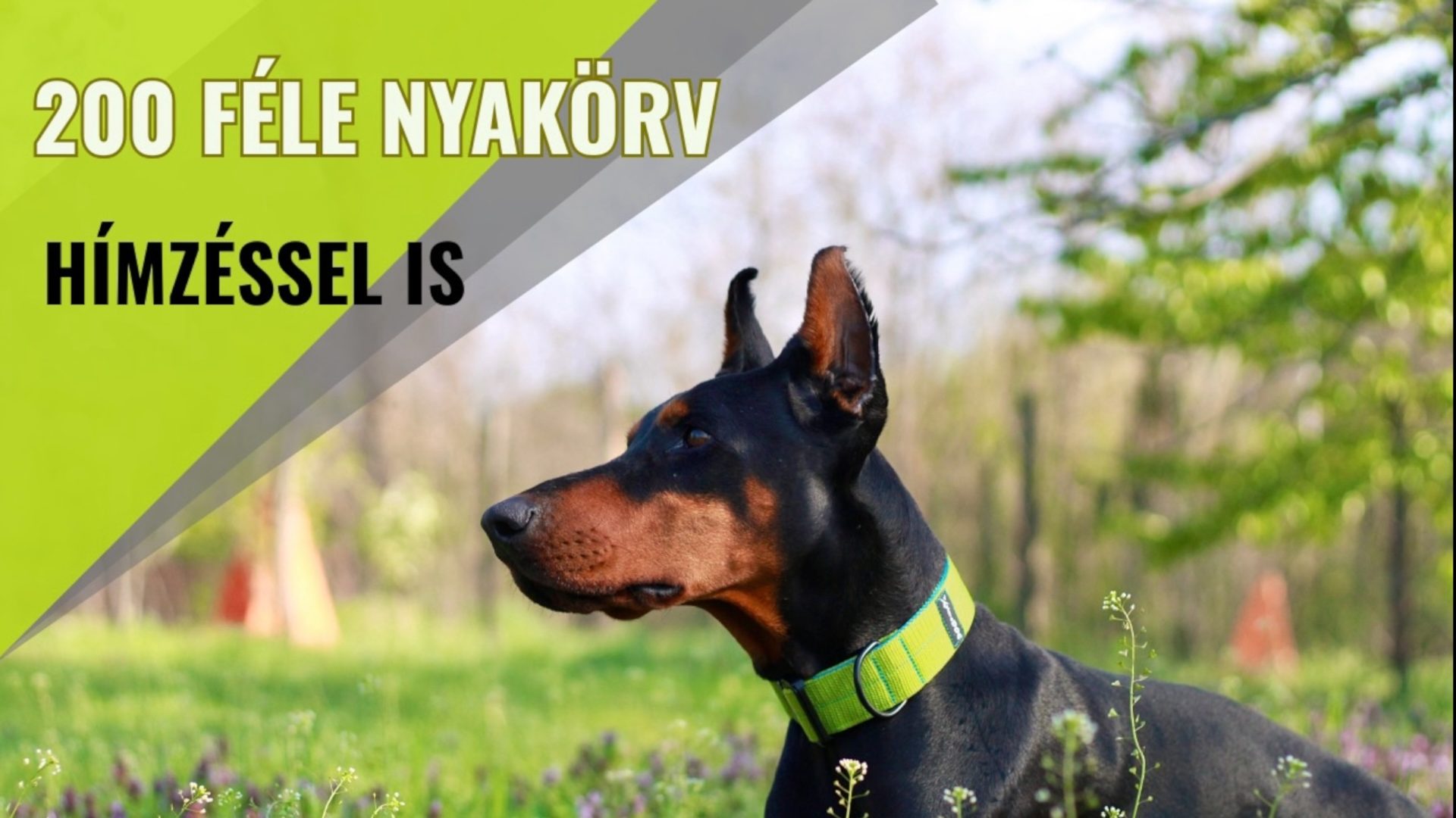 200 féle XploreDOG nyakörv, hímzéssel is – dobermann neonzöld nyakörvben