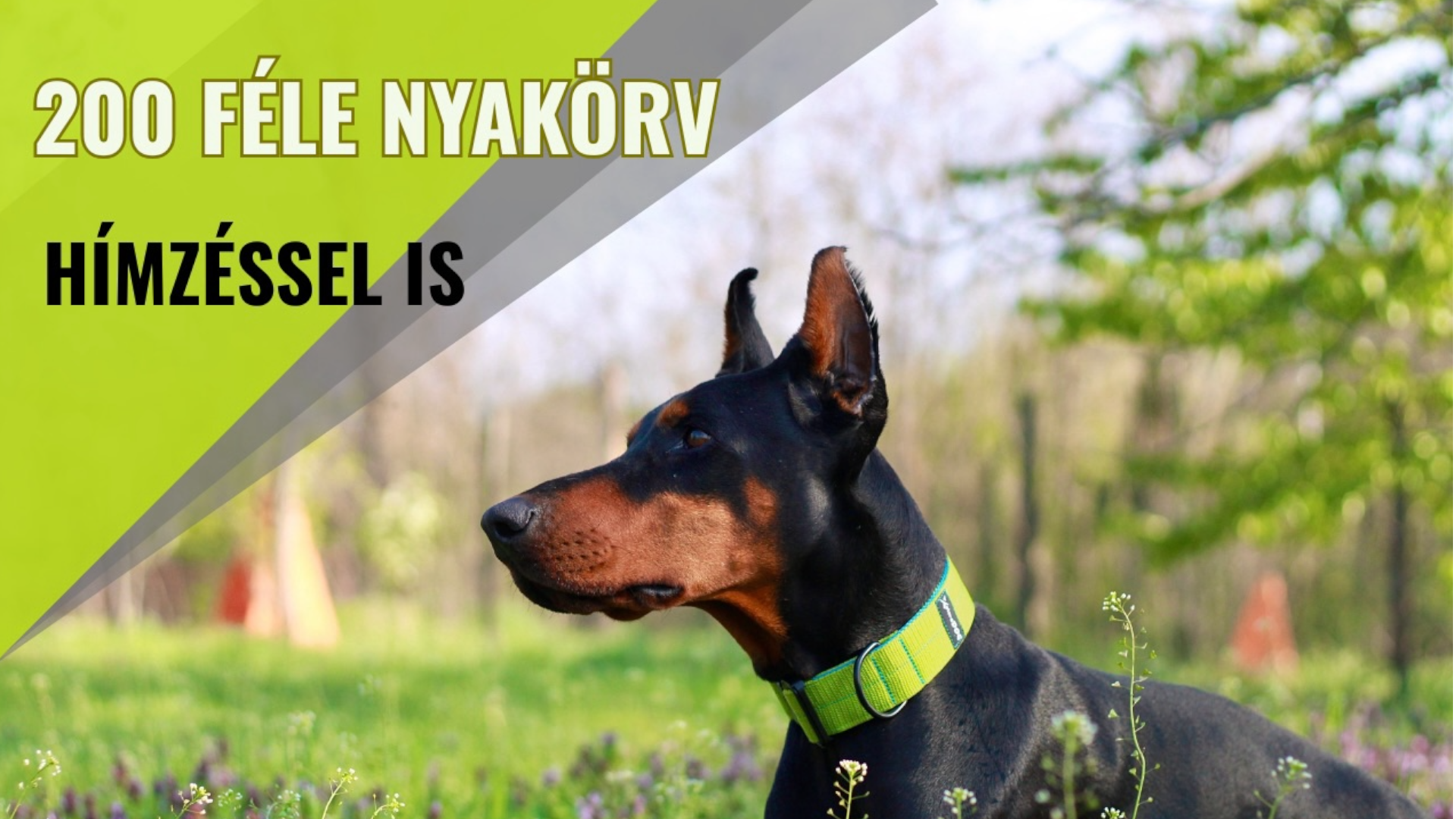 Xploredog - Life and sports