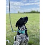 attack nyakörv lila levendula