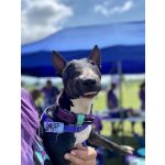 attack nyakörv lila