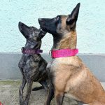 attack nyakörv rózsaszín