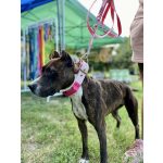 attack nyakörv babakék