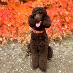 basic félfojtó nyakörv piros