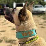 Elektromos nyakörv takaró levendula