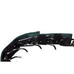 Szöges fojtó nyakörv takaró sötetzöld