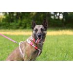 Attack hám 10-50kg közötti kutyáknak sötétkék