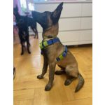 Attack hám 10-50kg közötti kutyáknak sötétkék