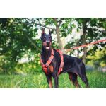 Attack hám 10-50kg közötti kutyáknak babarózsaszín