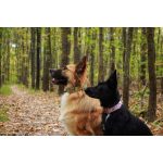 drakensberg nyakörv