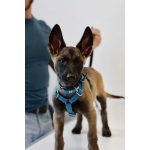 Puppy hám 3- 10kg pink