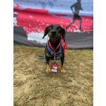 Puppy hám 3- 10kg pink