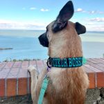 Patrol nyakörv piros