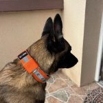 Patrol nyakörv narancs fényvisszaverővel