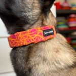  Szöges csatos nyakörv takaró oldalfallal pacajá